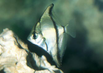 Mono angel fish clearance food